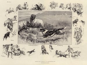 Sheep-Dog Trials in Westmoreland